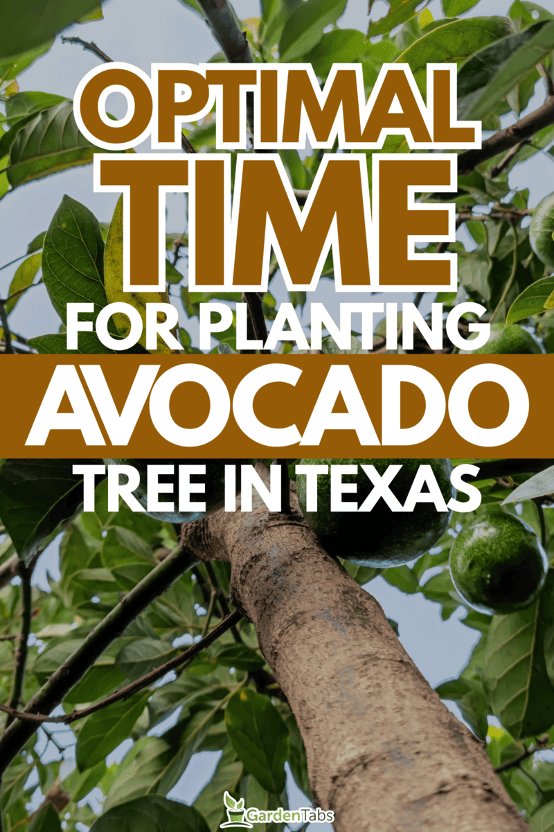 When Is The Best Time To Plant An Avocado Tree In Texas?