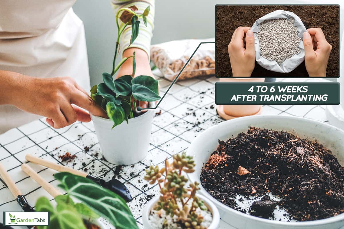 Woman gardener potting new plant, When To Apply Fertilizer After Transplanting