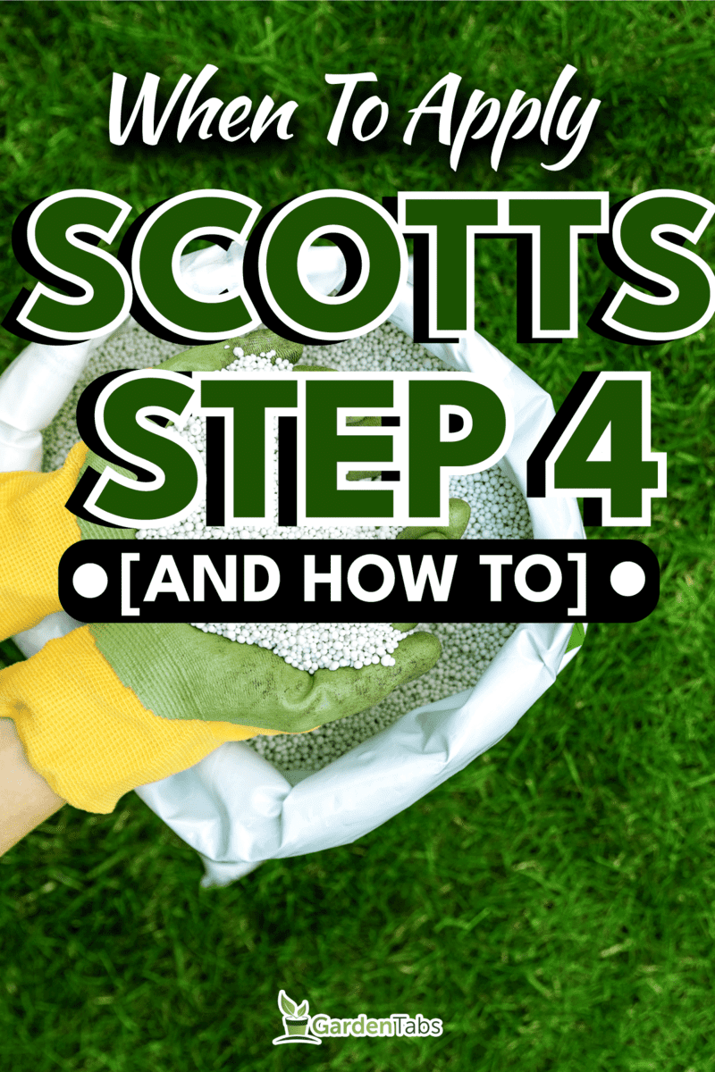 feeding lawn with granular fertilizer for perfect green grass, When To Apply Scotts Step 4 [And How To]
