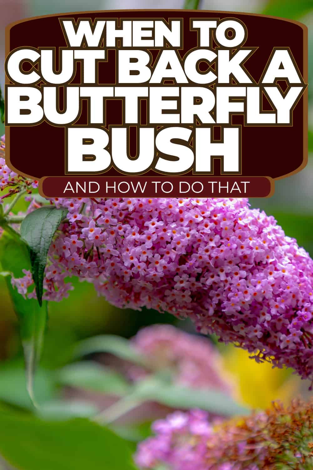 When To Cut Back A Butterfly Bush [And How To Do That]