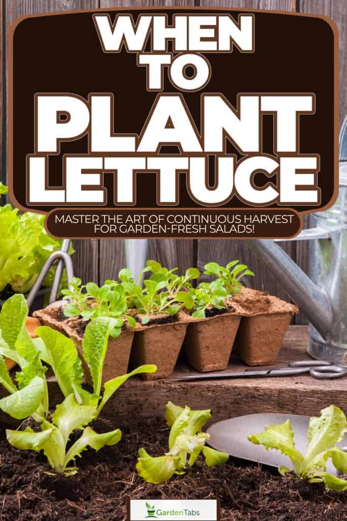 A corner filled with small and large lettuce, When To Plant Lettuce [By Zone]