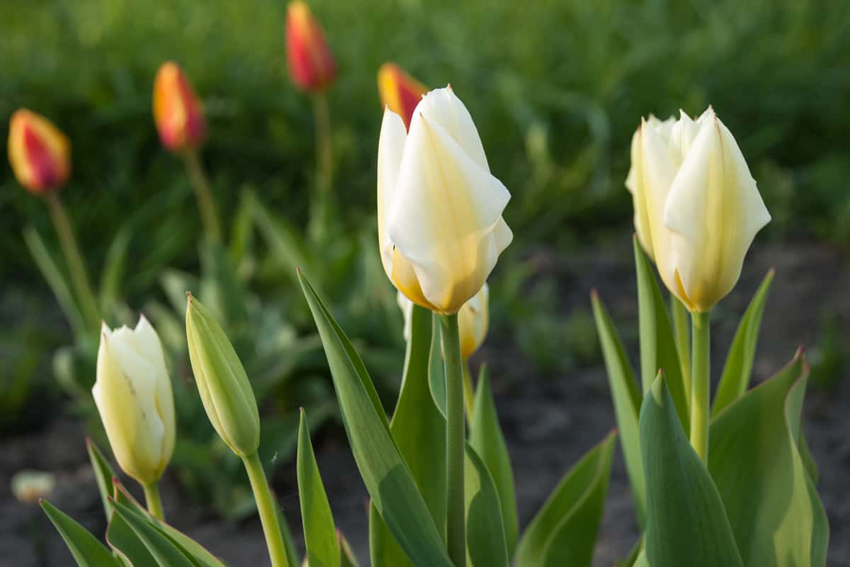 White and red colored tulips blooming at the garden