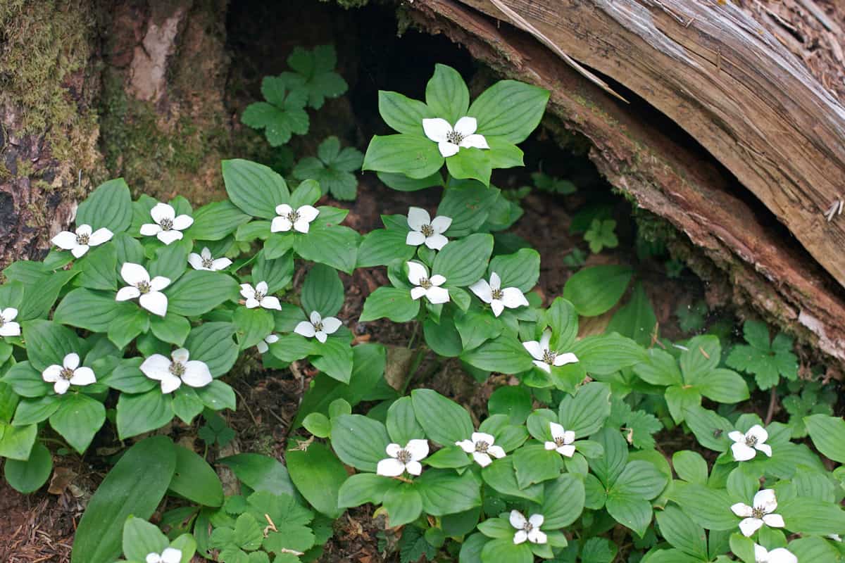 White bunchberry flowers in the Pacific Northwest. More Pacific Northwest Images