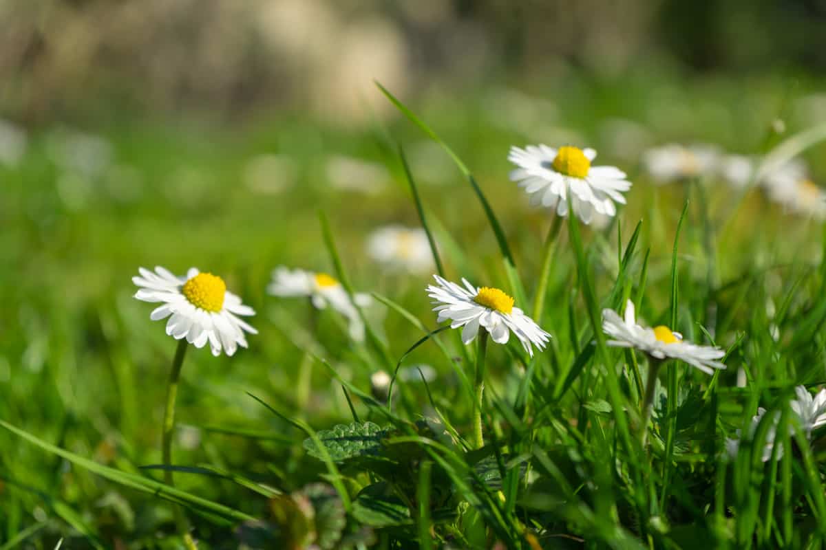 White daisies blooming at a field