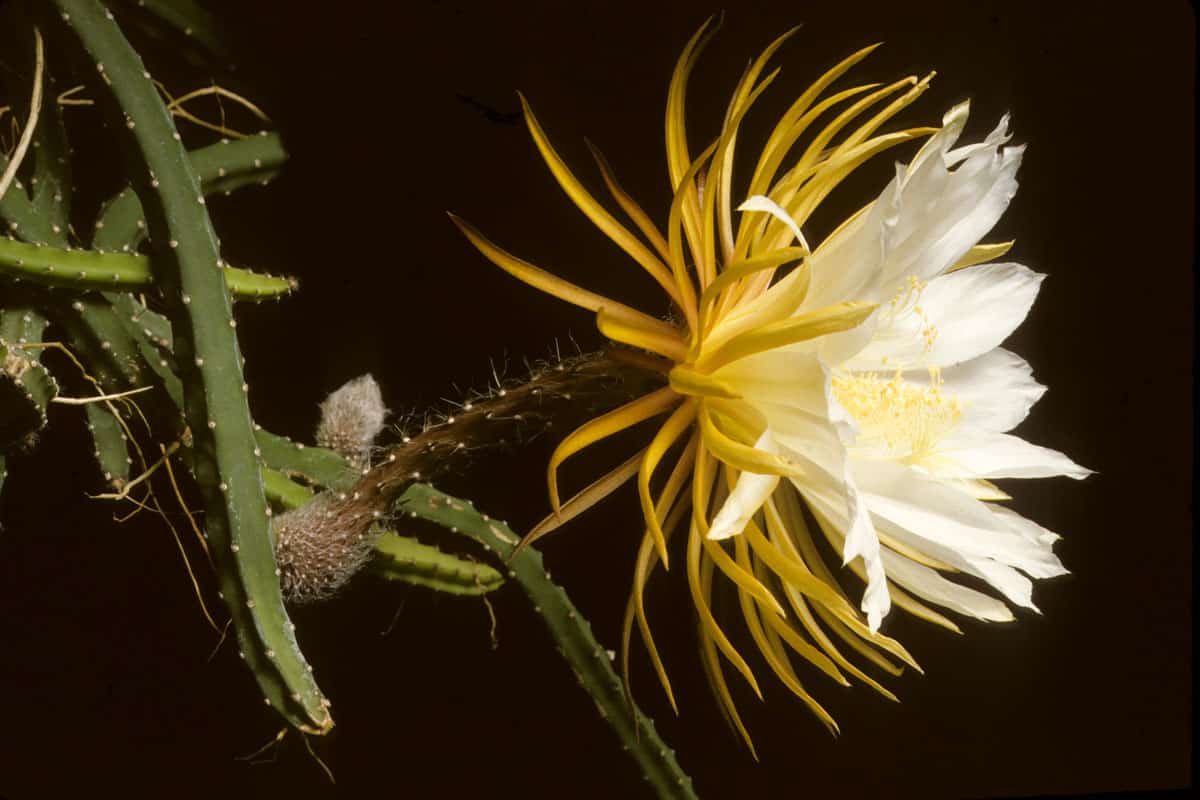 White flower of Cactus Queen of the Night Selenicereus grandiflorus