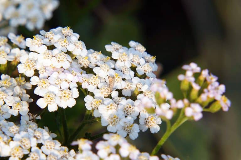 White meadow flower yarrow on natural background. Close up - Why Is My Yarrow Dying [And What To Do]