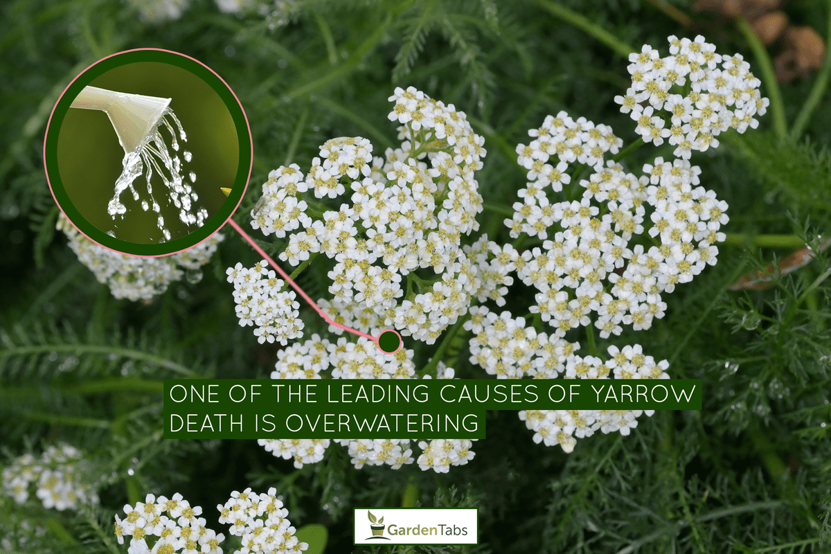 Why Is My Yarrow Dying [And What To Do]?