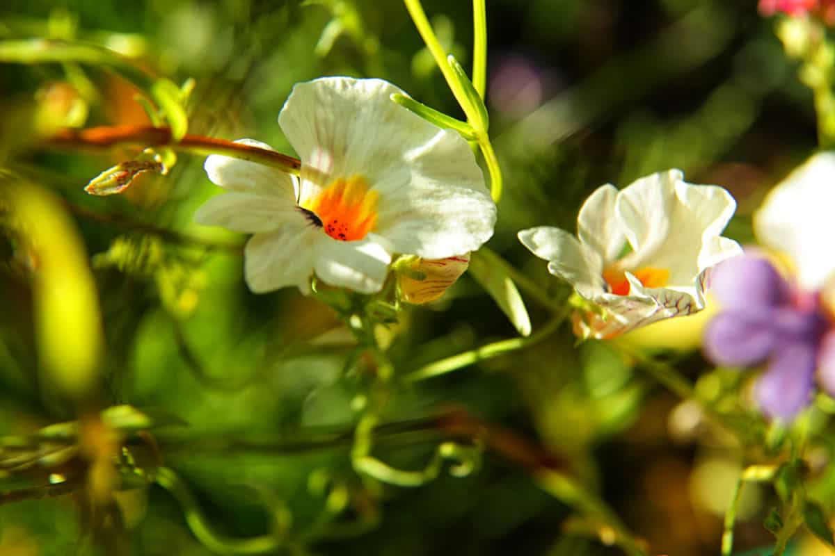 White with orange Nemesia flower at summer
