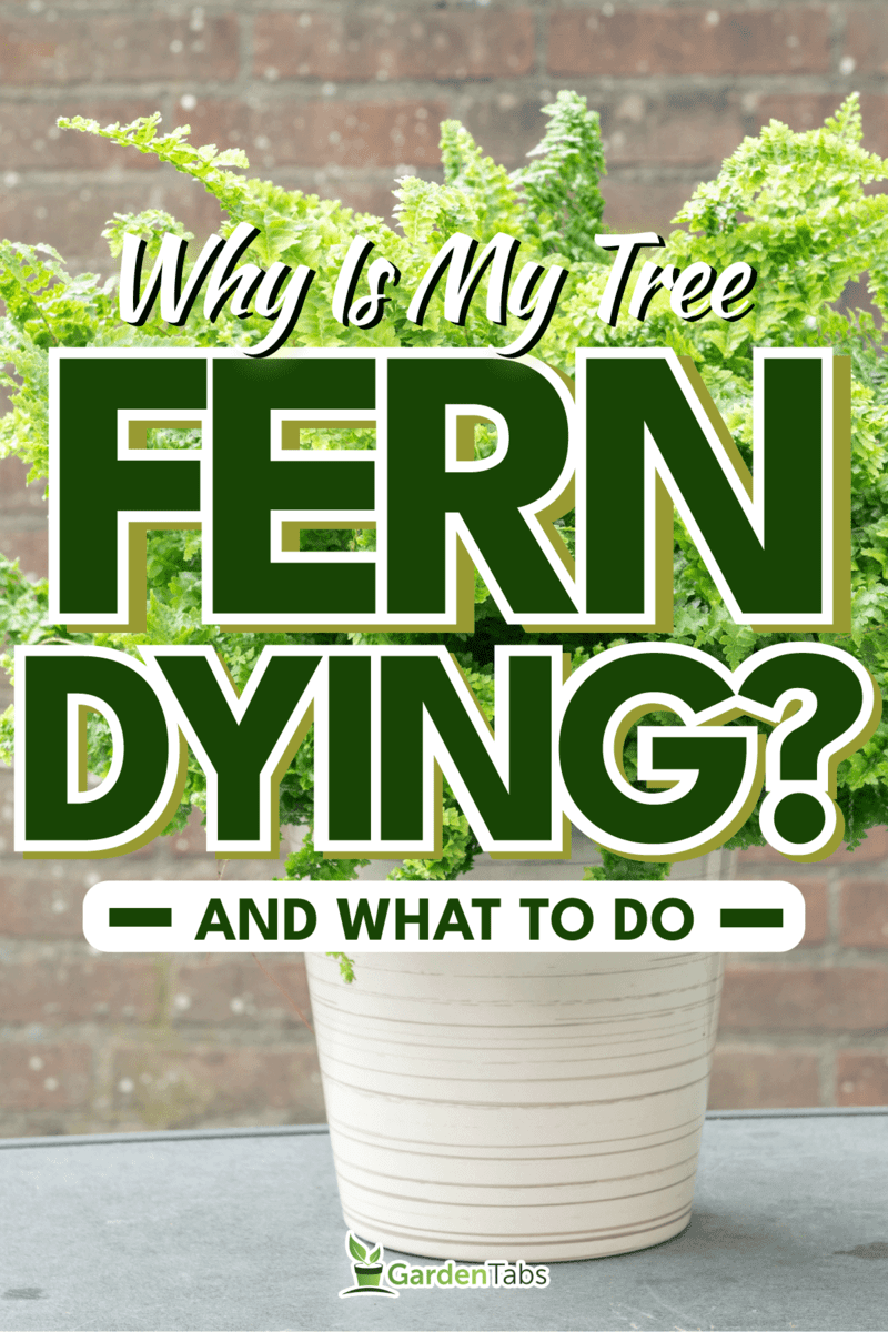 Curly fern in a white pot, Why Is My Tree Fern Dying [And What To Do]?