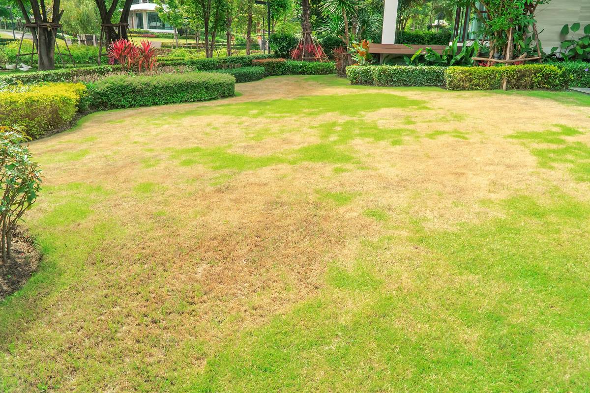 Why is the Garden Soil Too Soft Pests and disease cause amount of damage to green lawns, lawn in bad condition and need maintaining, Landscaped Formal Garden,