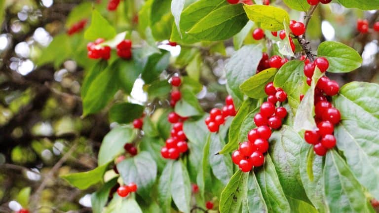 Winterberry, 12 Fruit Trees With Red Leaves - 1600x900