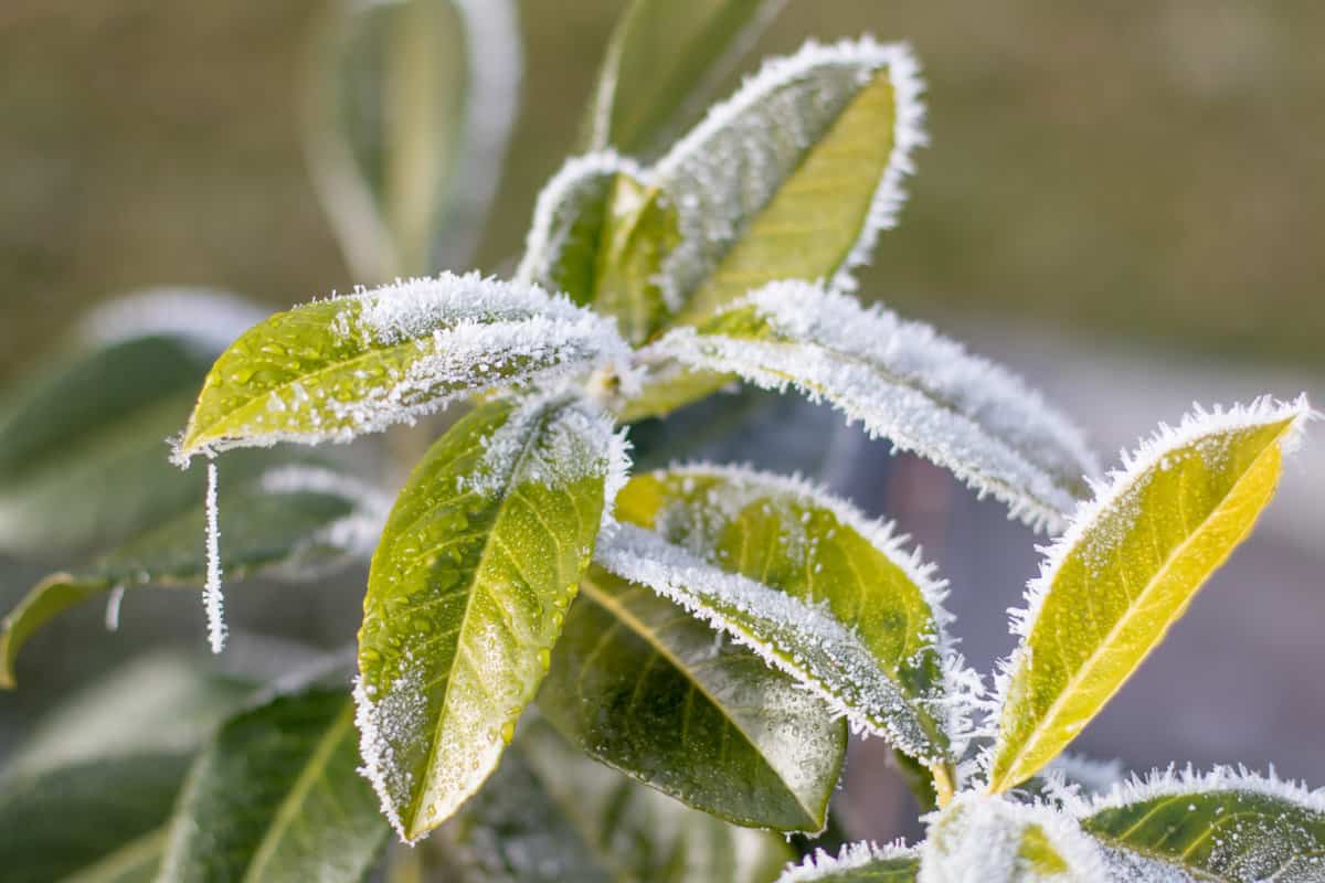 Wintertime, the first frost of the year, green leaves of Prunus laurocerasus with ice crystals at the edges. Cherry laurel
