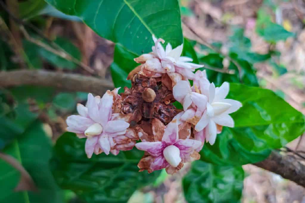 Withered jasmine flower - What Can Cause A Night-Blooming Jasmine To Wither