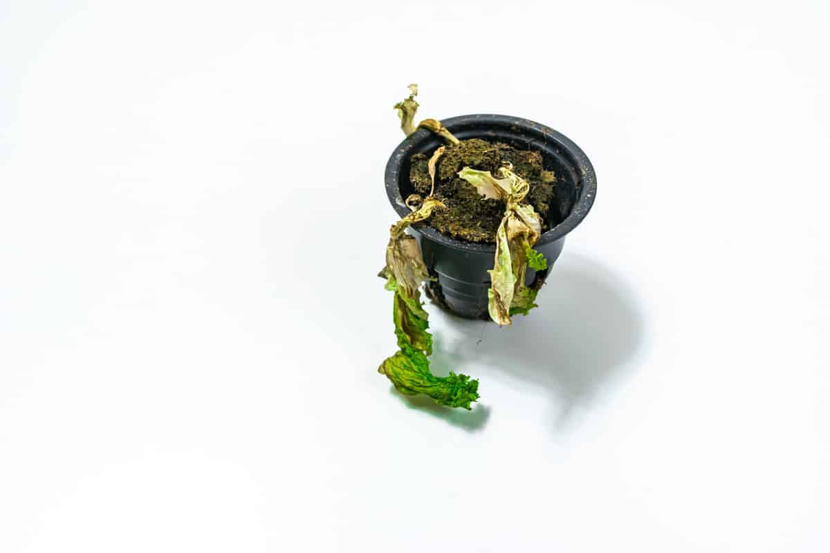 Withered lettuce on a white background