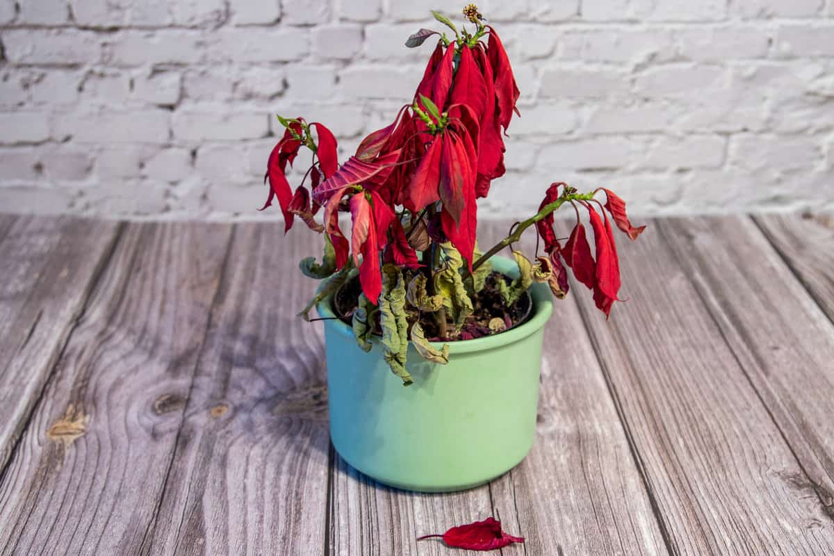 Withered red poinsettia in a flower pot