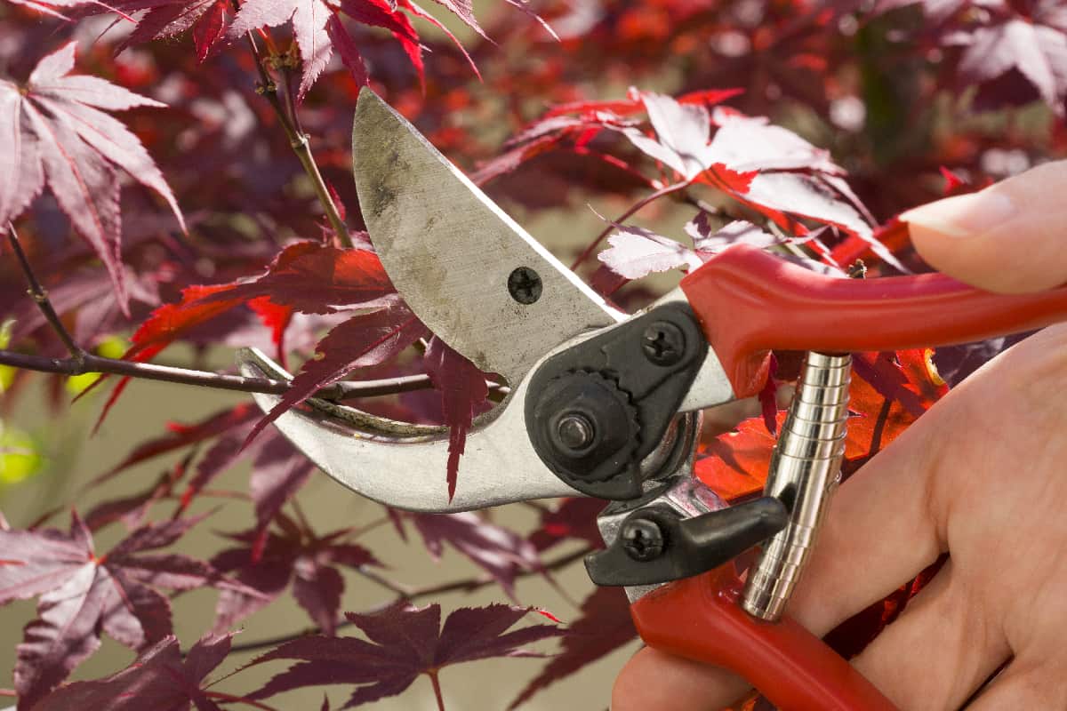 Woman gardener trimming a red Japanese maple plant with pruning shears on spring