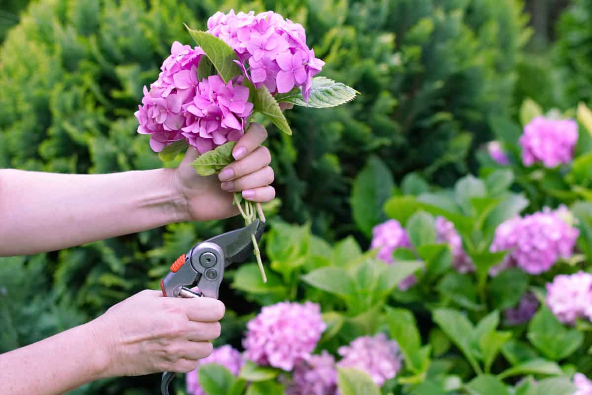 Woman is cutting a bouquet of flowers hydrangeas with hedge clippers