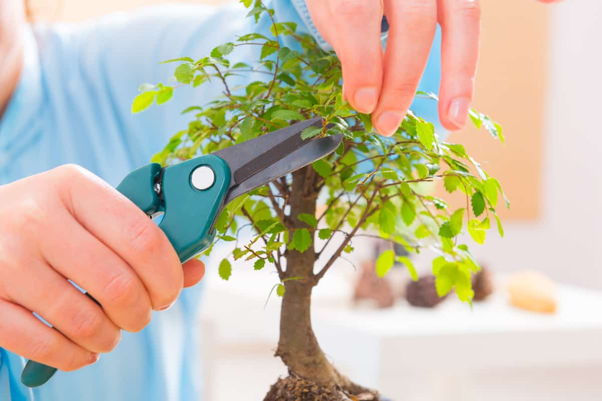 Woman trimming bonsai tree
