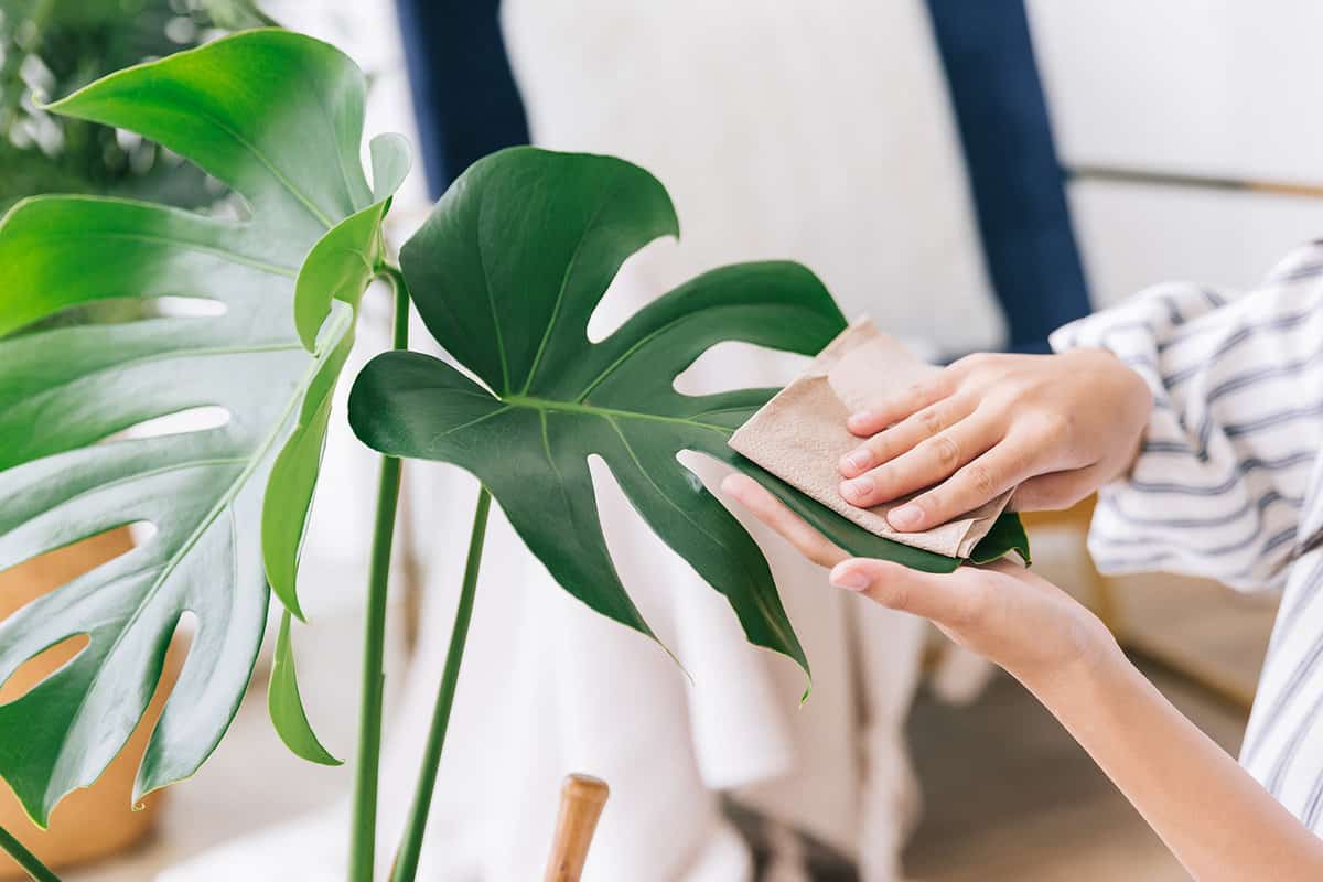 Women's hands rub and wipe the dust off the leaves of the houseplant Monstera Deliciosa with care