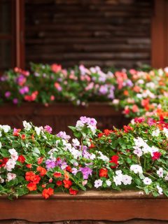 Flowers stock photo. - How To Overwinter Impatiens