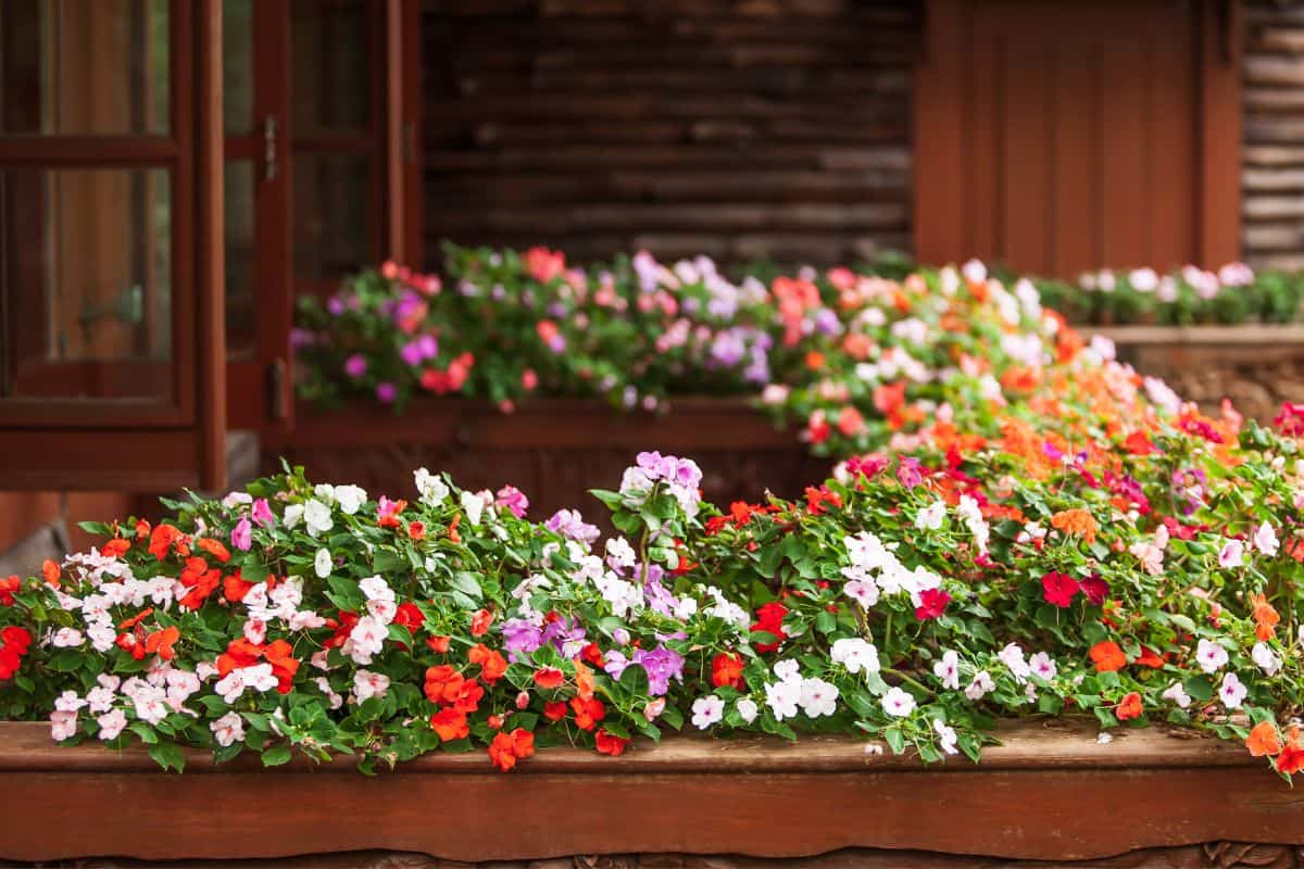 Wonderful Impatiens flowers are in bloom on wooden balcony, beautiful cottage in summer. Selective focus. Essentials collection Available with your subscription S M L 3792 x 2528 px (12.64 x 8.43 in.) - 300 dpi - RGB Download this image Includes our standard license. Add an extended license. Credit:Tanes Ngamsom Stock photo ID:1177067593 Upload date:September 28, 2019