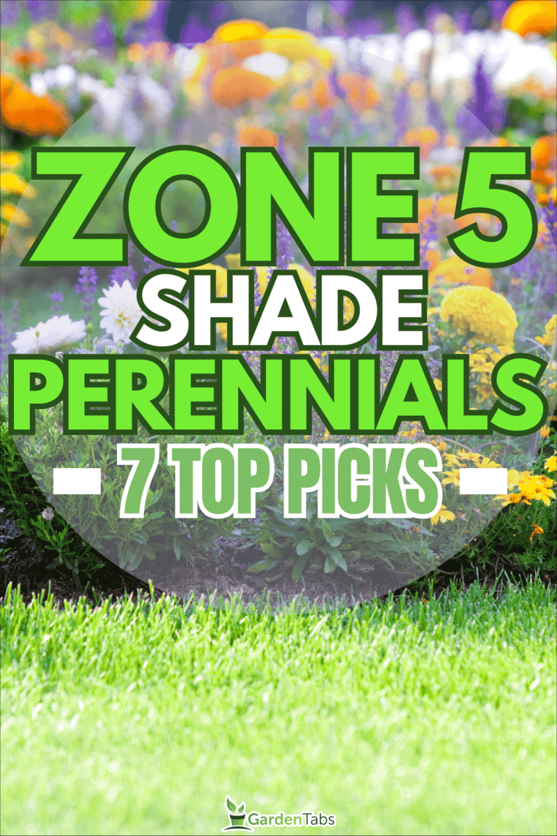 Full Perennial flowers in the garden, 7 Zone 5 Perennials For Shade [Or Partial Shade]
