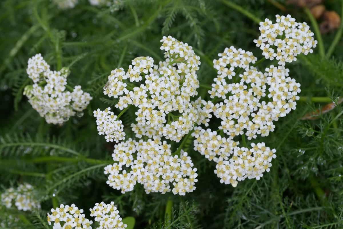 Yarrow blooming at the garden