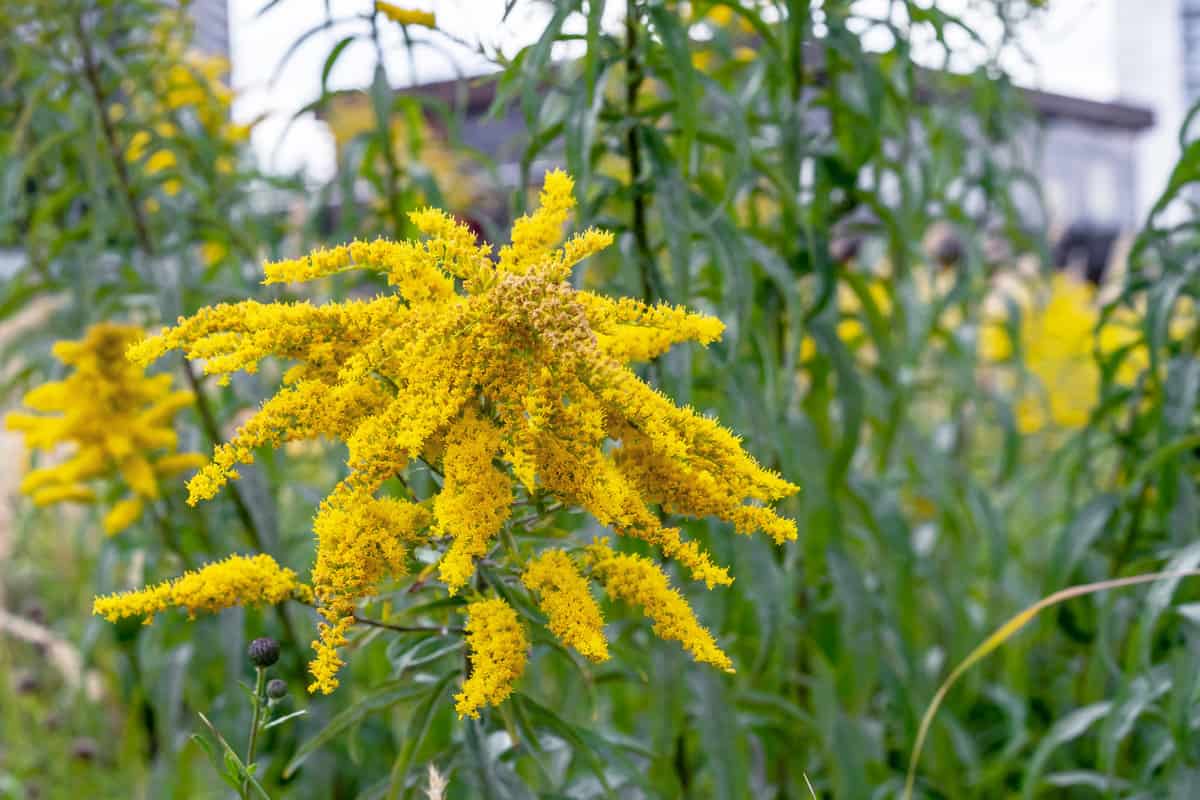 Yellow Canadian Goldenrod or Lat. Solidago canadensis.