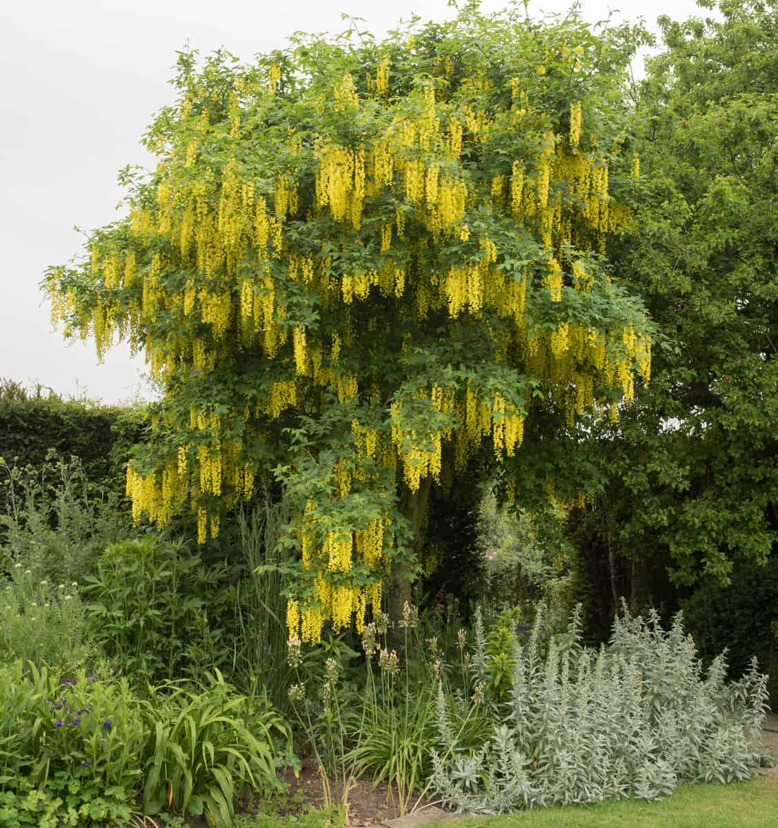 Yellow Flowering Labernum Tree (Golden Chain) in a Country Cottage Garden in the Rural Village of Tintinhull, Somerset, England, UK