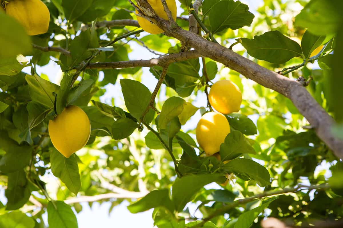 Yellow and ripe lemon tree bearings ready for harvest