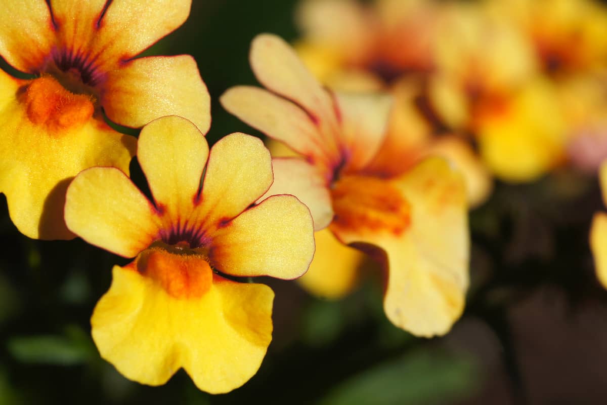 Yellow colored nemesia fruticans flowers