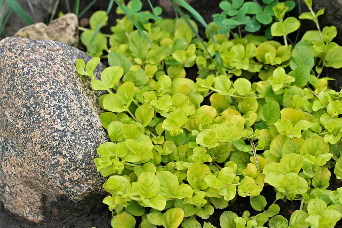 Yellow creeping jenny photographed at the garden