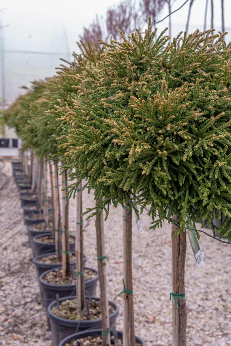 Young Cryptomeria japonica (Vilmoriniana) trees in a row in the pot. 