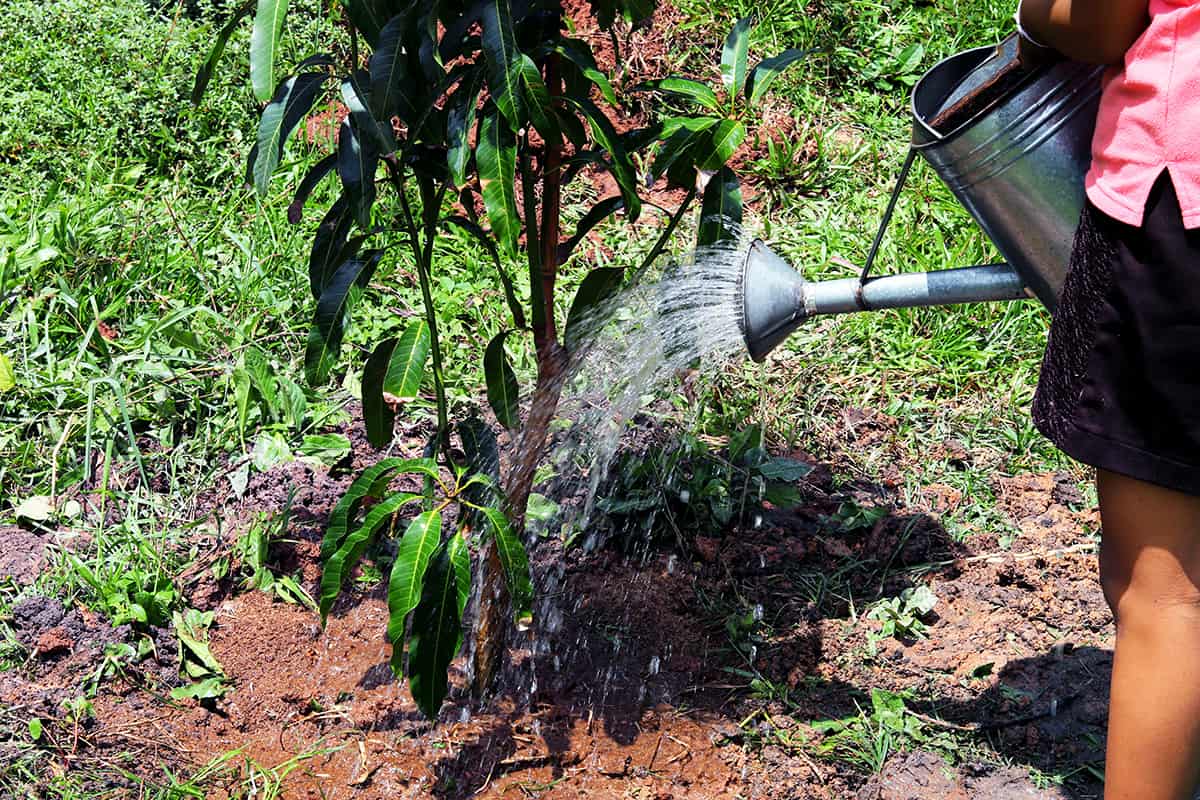 Young girl watering mango tree