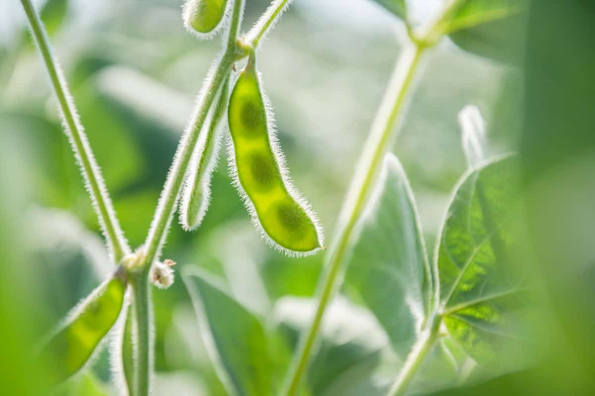 Young pod of soybean plant in an agricultural field against the light