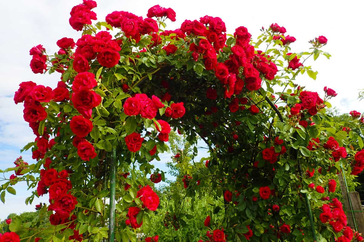 a beautiful background of a stunning arch with red scarlet climbing roses growing in the garden against blue sky