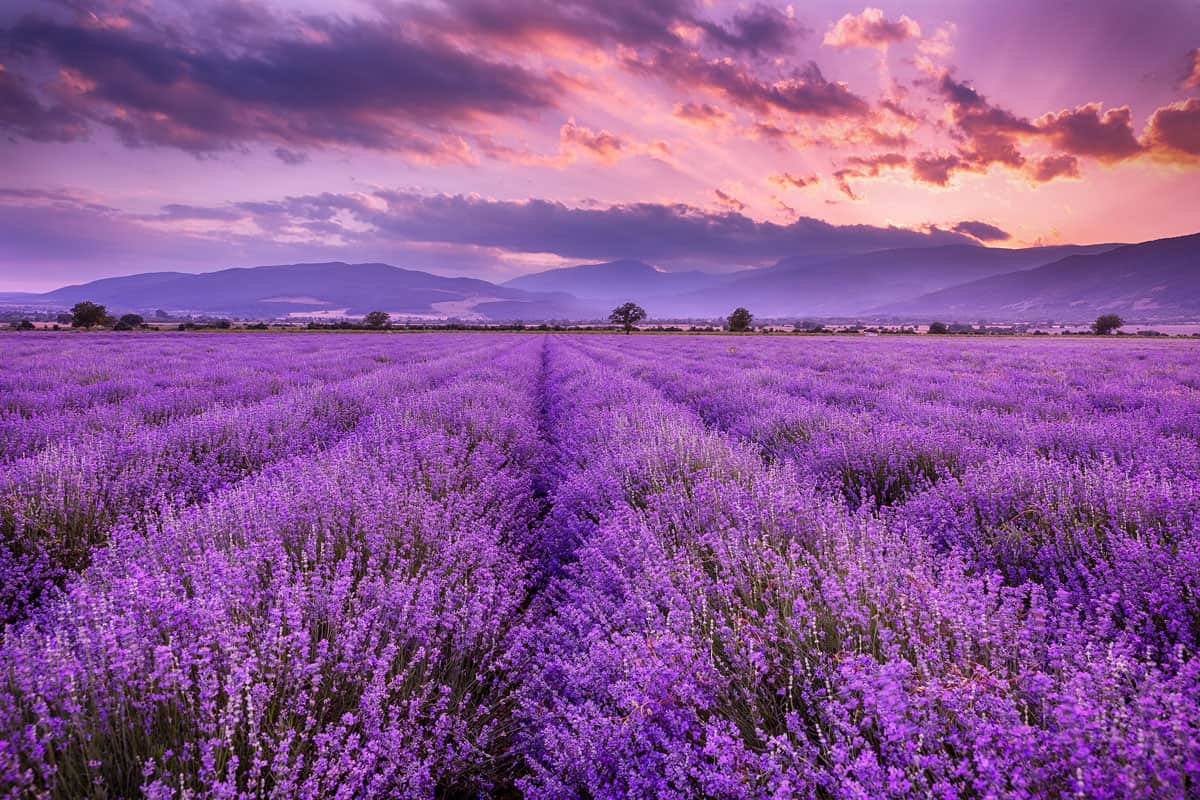 a beautiful mountain full of purple lavenders aligned perfectly, well arranged