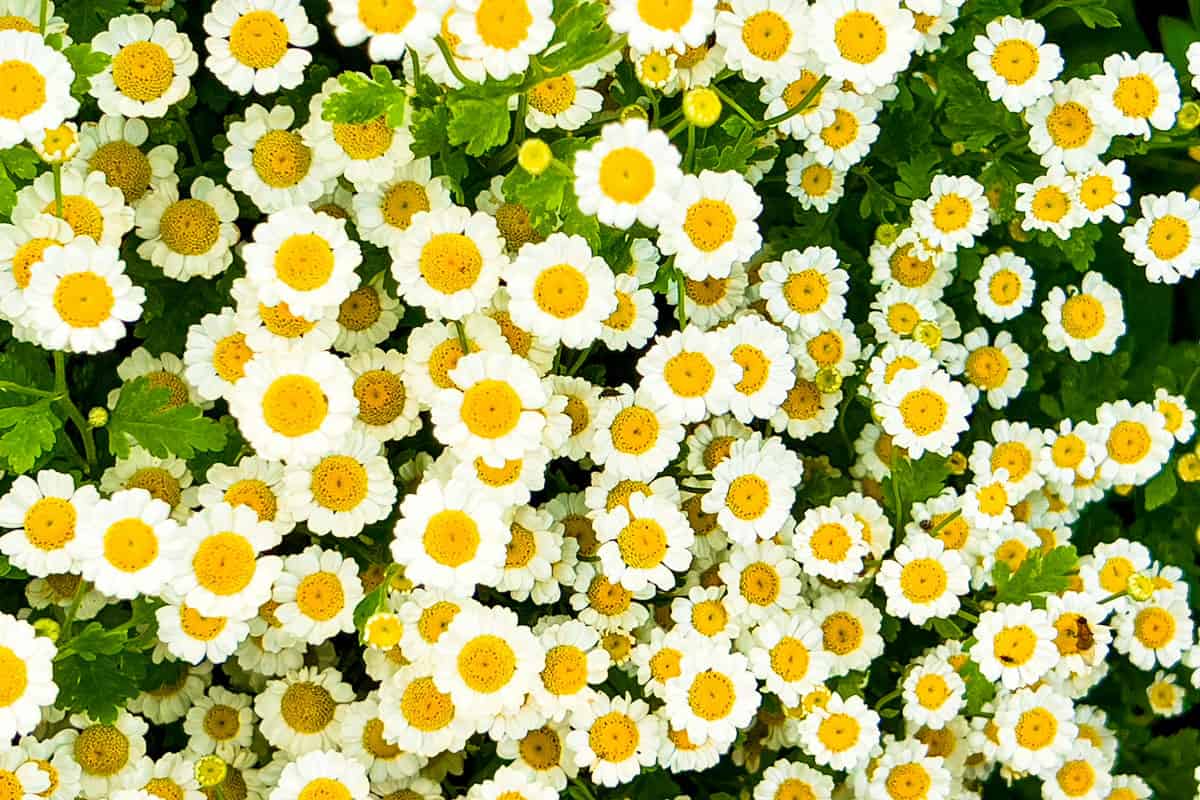 a group of vibrant Pyrethrum daisies growing in an organic garden in Spring