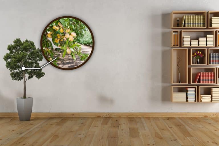 Empty interior with wall bookcase, Can Almond Trees Grow Indoors [And How To]? (Quick Guide For Beginners)
