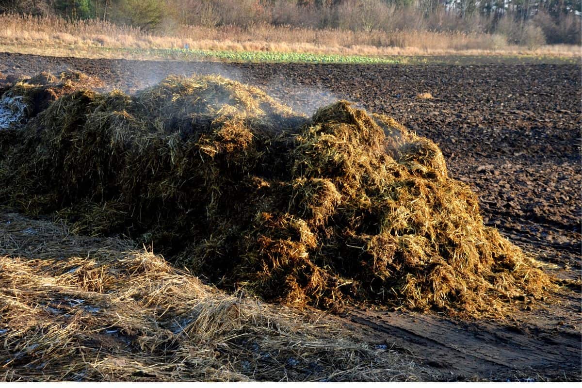 a pile of manure ready to spread across the field. in winter it emits heat which is visible in the form of a steaming cloud. straw indicates the horse litter of the stable