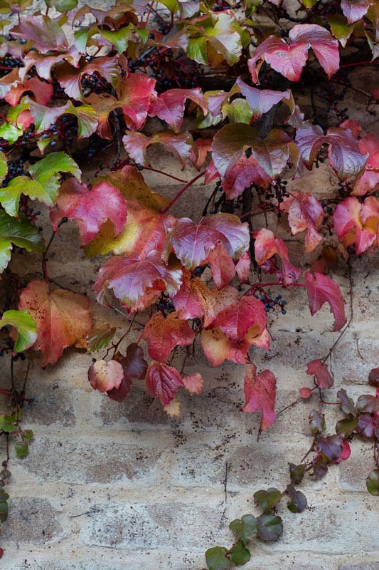 autumn red grape leaves, red branches and blue berries on a grey brick wal