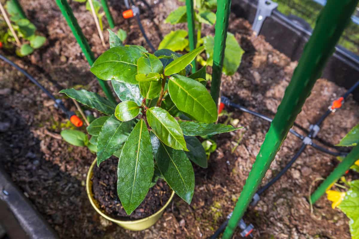 bay laurel tree fresh transplant on a new pot