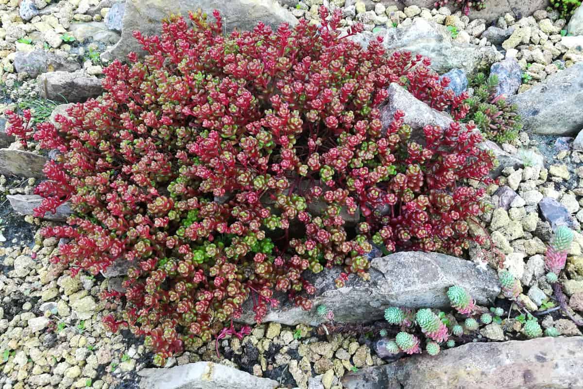 beautiful Bird Sedum with glossy round dense leaves,similar to rose flowers of gree, red colors on background of other unusual