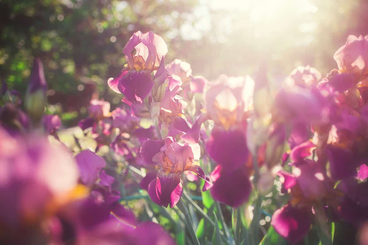 beautiful flowers of iris on the mountain province, sun lit photo of iris flowers