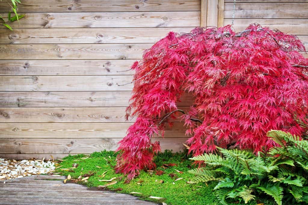 beautiful japanese maple on the garden on the backyard, red maple tree leaves, green grass, wood wall