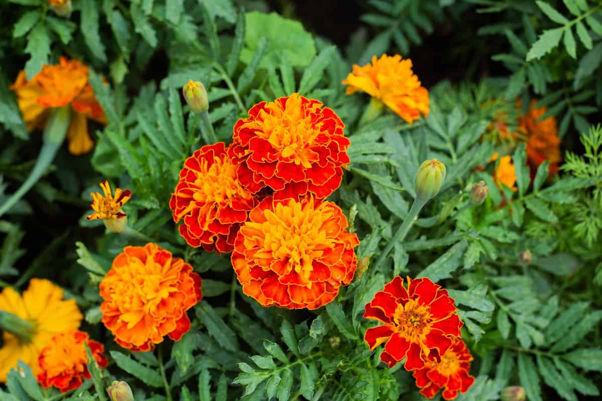 beautiful orange and red flowers of the garden on the front yard of the house