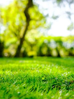 beautiful picture of a lawn on the park, clean green park, green grass, summer time, sunny day, sun lit photo, When To Apply Potash To Lawn [And How To]