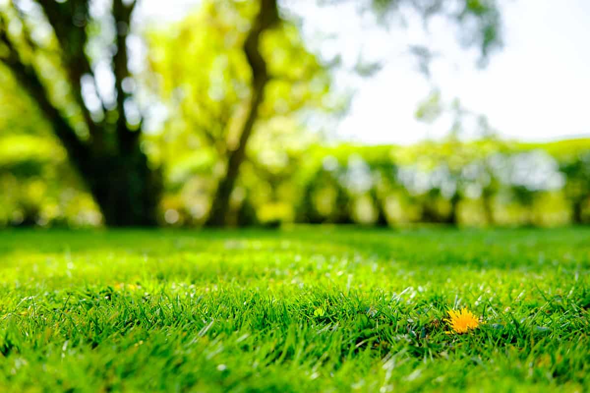 beautiful picture of a lawn on the park, clean green park, green grass, summer time, sunny day, sun lit photo