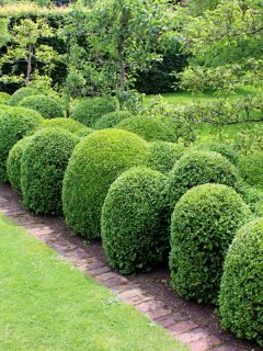 box plants have been individually clipped as oval ball shapes and allowed to grow together at the edges, boxwood edging, What To Plant In Front Of Boxwoods [7 Colorful Options To Consider]