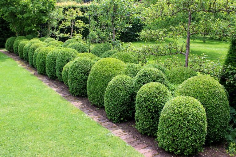 box plants have been individually clipped as oval ball shapes and allowed to grow together at the edges, boxwood edging, What To Plant In Front Of Boxwoods [7 Colorful Options To Consider]